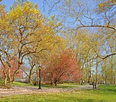 Blooming white and pink cherry trees in Central Park on spring sunny day. New York City stock photography Photography City, Cherry Trees, Pink Cherry, Cherry Tree, Flower Images, Central Park, Sunny Days, New Day