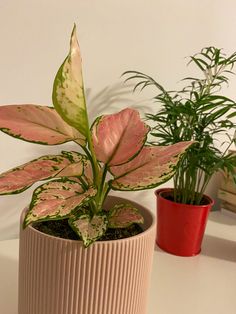 two potted plants sitting on top of a table