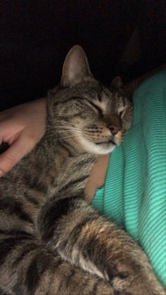 a cat sleeping on top of a person's arm with its head resting on a pillow