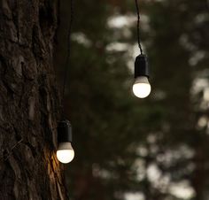 two light bulbs hanging from the side of a tree