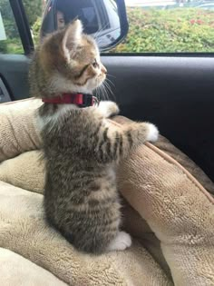 a cat sitting in the back seat of a car with its paws on the steering wheel