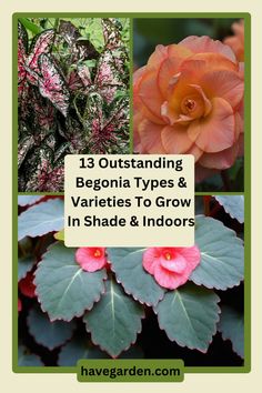 flowers and plants with text that reads 13 outstanding begonia types & varieties to grow in shade & indoors