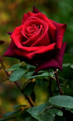 a red rose with green leaves in the foreground