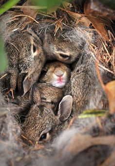 three baby bunnies are huddled together in the nest with their mother's head sticking out