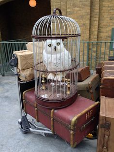 an owl in a cage sitting on top of luggage