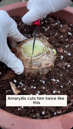 someone in white gloves is cutting into a plant