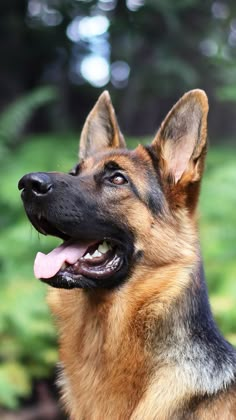 a close up of a dog with its tongue out