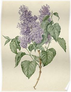 a drawing of purple flowers with green leaves