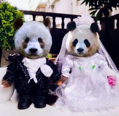 two stuffed panda bears dressed in wedding attire sitting next to each other on a table