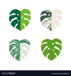 four green and white heart shaped leaves