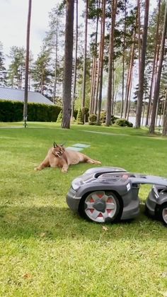 an animal laying on the grass next to a toy car in front of some trees