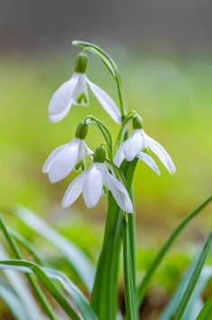 some white flowers are growing in the grass