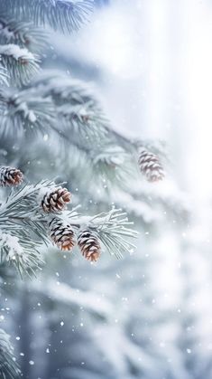 pine cones are hanging from the branches of a fir tree covered in snow and ice