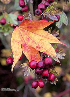 a leaf and some berries on a tree