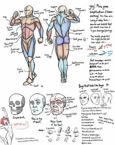 the muscles and their functions are shown in this hand - drawn drawing, which shows how they