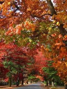 the road is lined with colorful trees and leaves