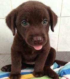 a brown puppy sitting on top of a blue and yellow blanket next to a white tiled wall