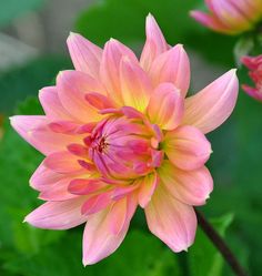 a pink and yellow flower with green leaves in the background