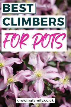 pink flowers with the words best climbers for pots