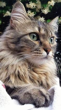 a long haired cat sitting on top of a blanket