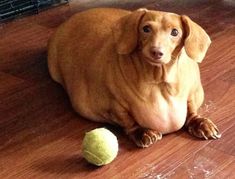 a brown dog laying on the floor next to a tennis ball and racket in front of him