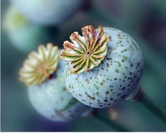 two flowers with brown spots on them sitting next to each other in front of blurry background