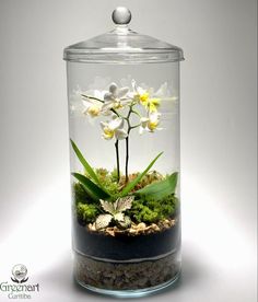 a glass jar filled with plants and rocks