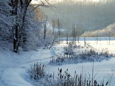 a snowy landscape with trees and bushes in the foreground