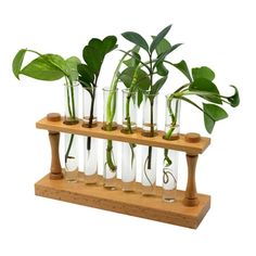 a wooden shelf holding glass vases filled with plants