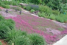 purple flowers are growing on the side of a hill next to green grass and trees