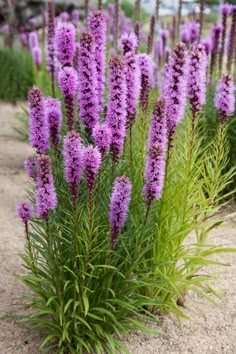 some purple flowers are growing in the sand