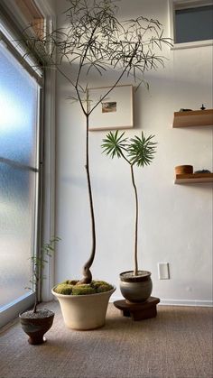 two potted plants sitting next to each other in front of a window on top of a rug