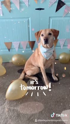 a dog sitting on the floor with balloons and confetti in front of it