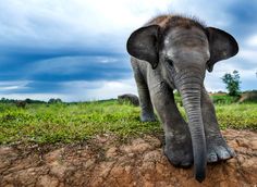 an elephant standing on top of a dirt and grass covered field with clouds in the background