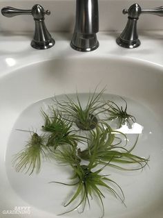 some plants that are sitting in the sink