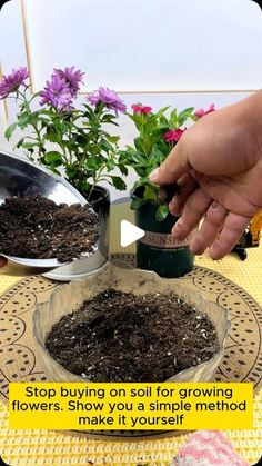 Yeast Fertilizer, Planting Hacks, Lithops Succulents, Flower Fertilizer, Garden Lighting Design, Growing Vegetables In Pots, Indoor Vegetables, Poinsettia Plant