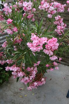 a potted plant with pink flowers in it