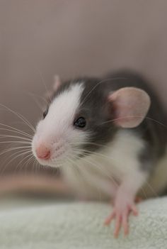 a black and white rat sitting on top of a bed next to a wall in a room