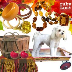 a white dog standing on top of a wooden crate next to fall leaves and other items