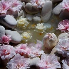 pink and white flowers floating in water next to rocks