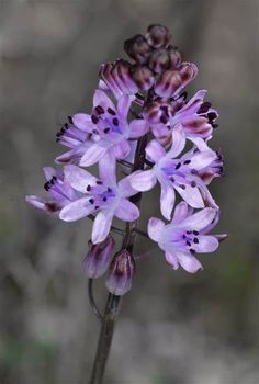 purple flowers are blooming in the wild