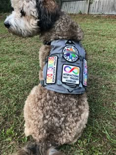 a dog wearing a vest with patches on it's back sitting in the grass