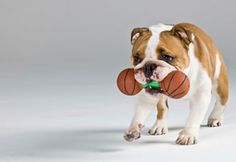 a brown and white dog holding a basketball in its mouth