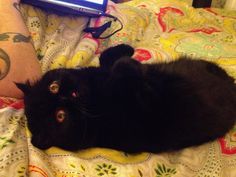 a black cat laying on top of a bed next to a person with an arm tattoo