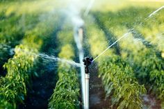 the sprinkler is spraying water on the plants