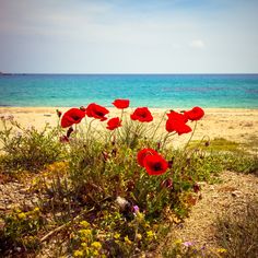 some red flowers by the water and sand