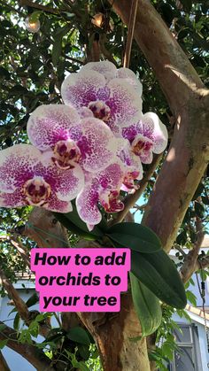 purple and white orchids are growing on a tree