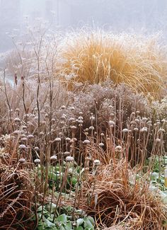 the tall grass is covered in snow and frosty plants are next to each other