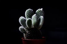 a small cactus in a red pot on a black background