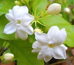 white flowers with green leaves in the background